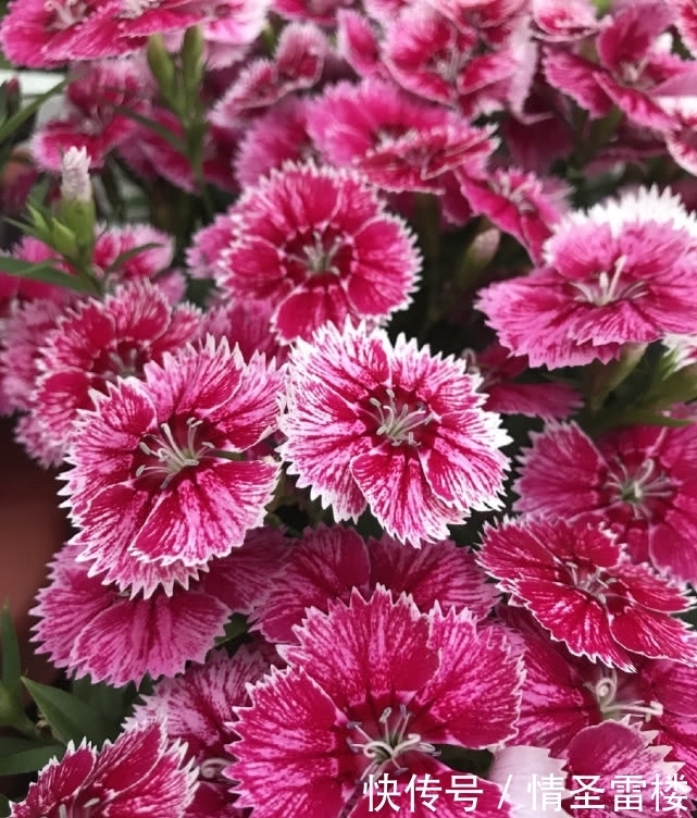 盆栽石竹这样养,丢土里就能活,花开爆盆给你一片花海!