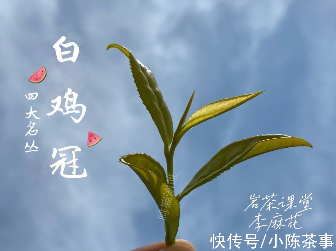 肉桂#30年前的岩茶是什么样的？从品种到火功，聊聊武夷岩茶的5大变化