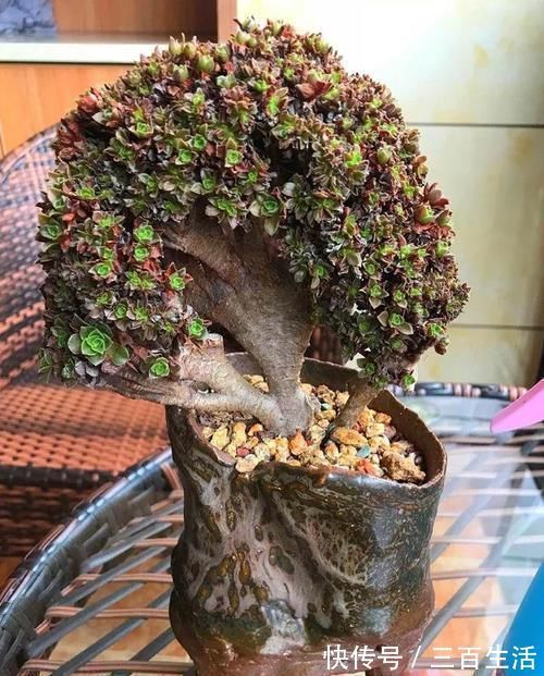 一日三餐|养肉的最高境界,多肉都缀化了,长成了小树桩,像极了孔雀开屏