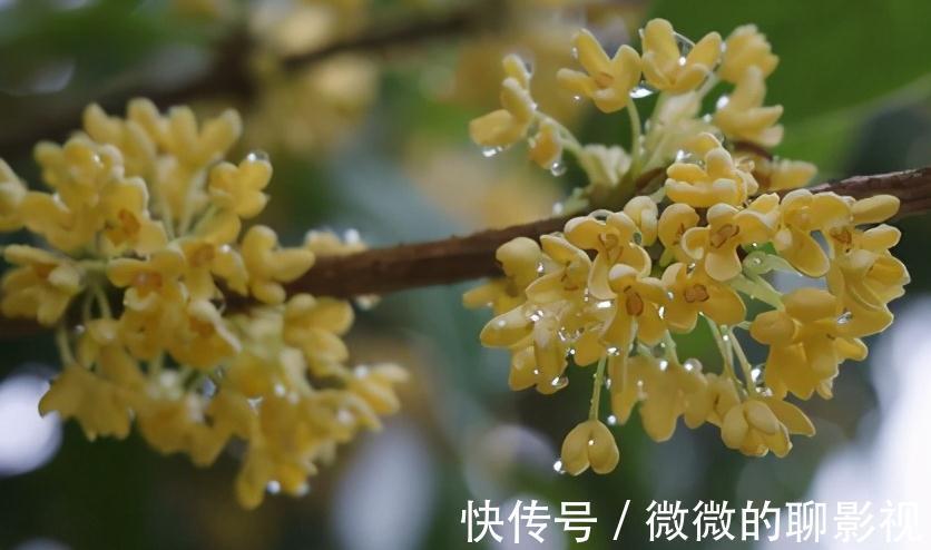 植物|植物三类花香，治愈不同的你我