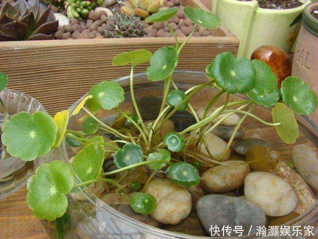 叶子|铜钱草养不好,3个方面原因要了解,学会了养得叶子铜钱大