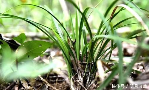 种植兰花为何不用土？原因其实很简单