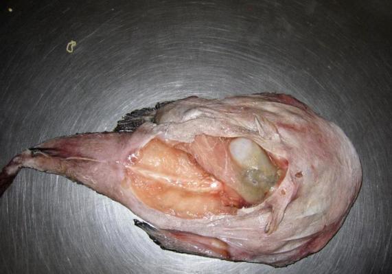 动物内脏|养花就用这些东西“密制”花肥，不花一分钱，还好用不烧根