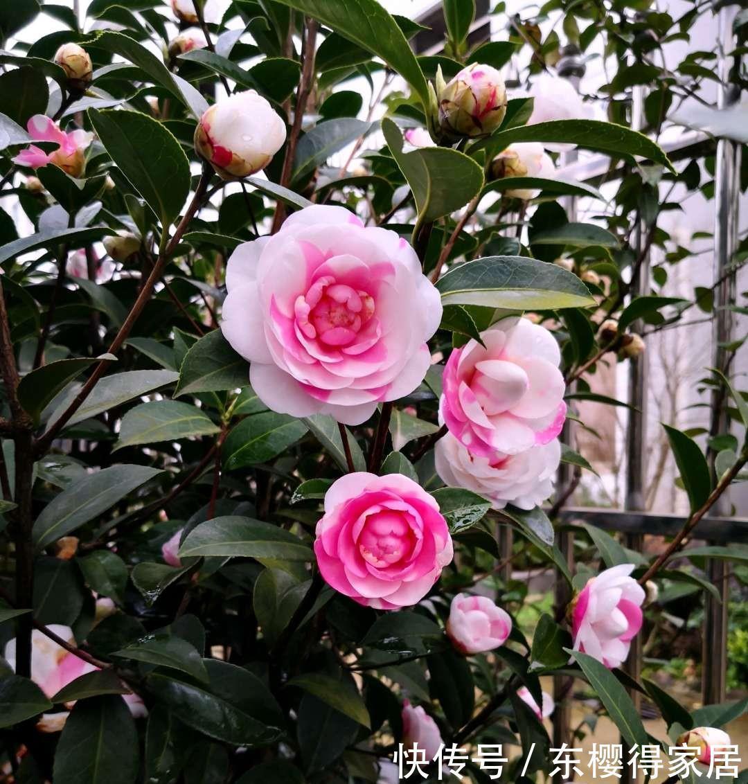 茶花、栀子花、杜鹃花,最爱掉苞黄叶,教你一招解决!