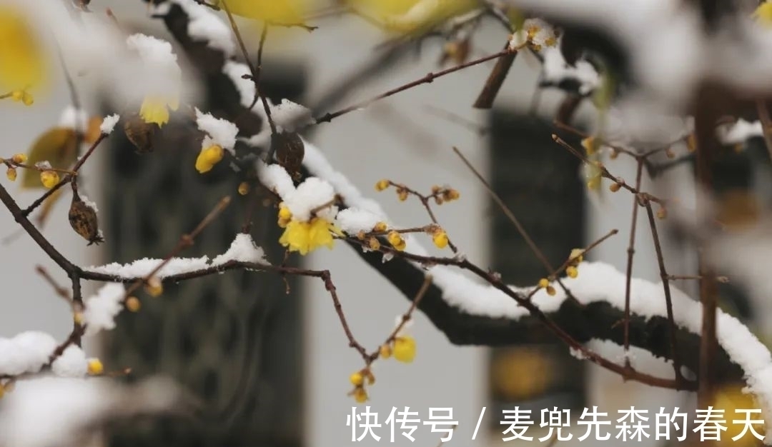 竹炉#今冬最闲适的一首诗,这种慢生活,太令人向往了!