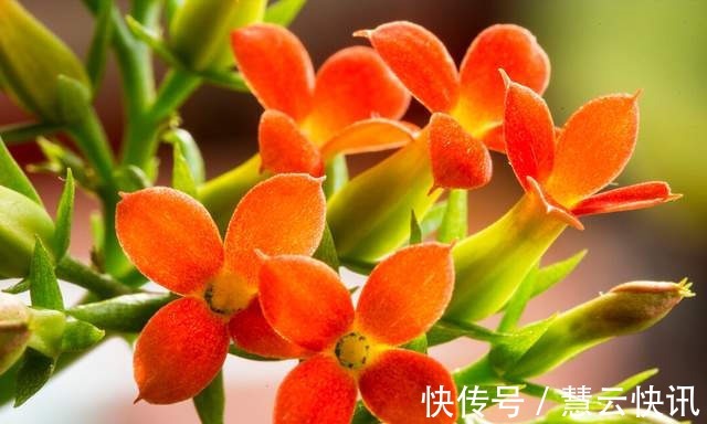 长寿花什么时候修剪三种情况赶紧剪,越剪越旺盛,开成大花球