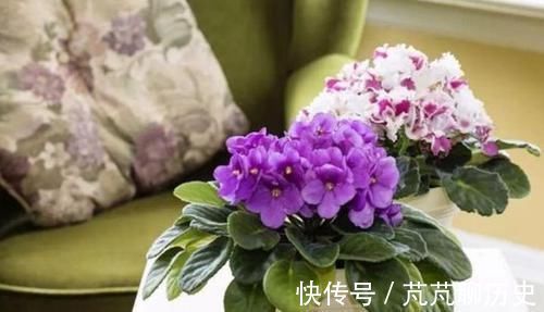 紫罗兰|世上公认最美的4种花,一月浇一次长得旺,叶子油绿开花多!