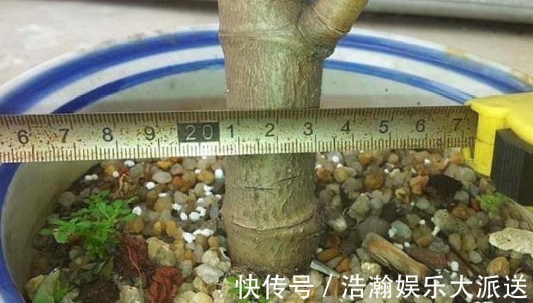 修剪|买盆景太贵此2种花插一根枝就能活，1年成老桩，越养越“值钱”