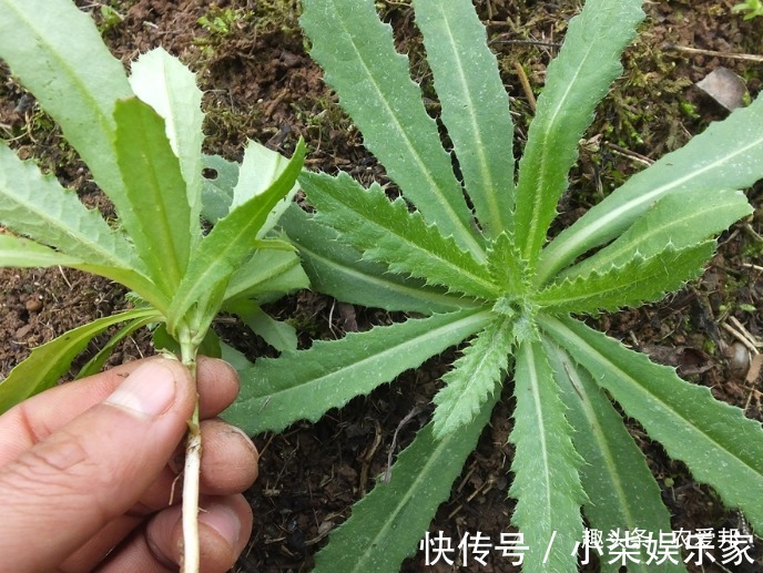 刺儿菜|年纪大点的人都知道是种很好的野菜，能遇到的话就有福气了！