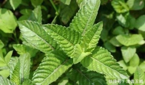 糖尿病|农村无人问津的“仙人草”,竟是治疗糖尿病的民间草药,你见过吗