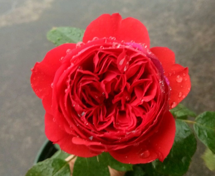 花朵|你见过比它们还红的花吗纯正的国旗红，艳丽夺目！