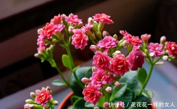 夏季|这三种花号称“见光死”,进入夏季养护要小心,稍不注意就死了