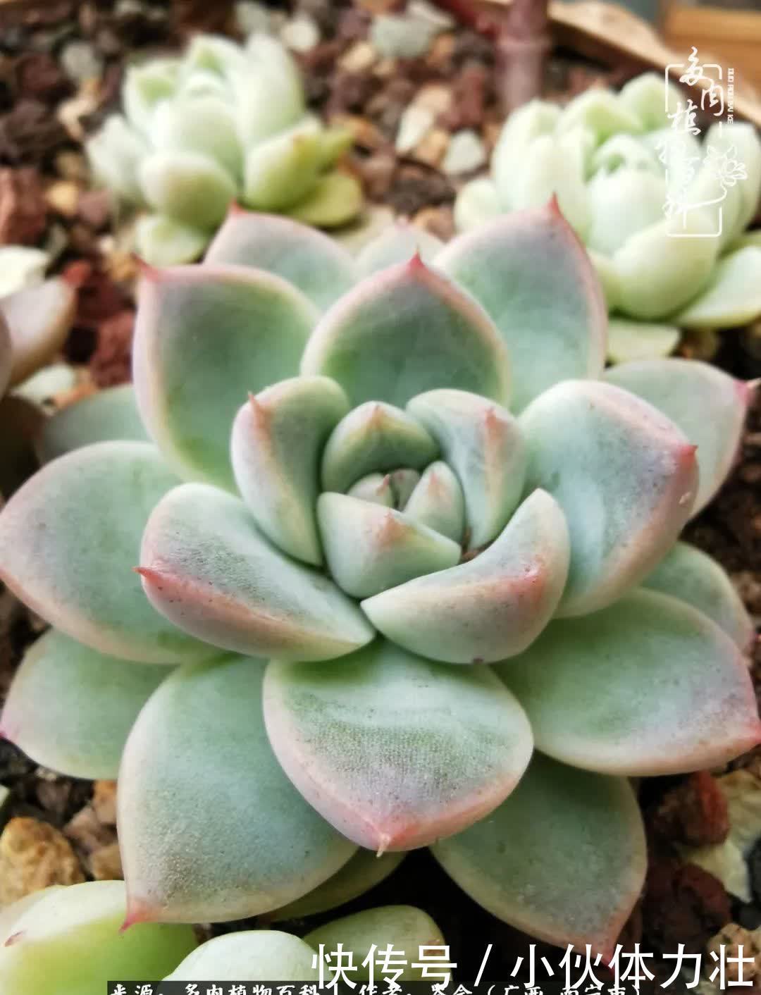 锦晃星|时光不再，人心在，多肉在！