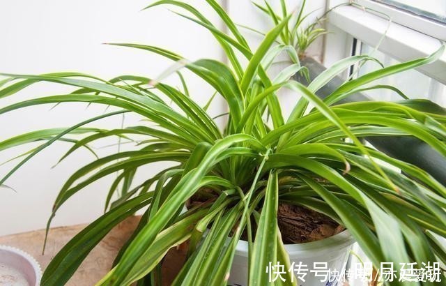 吊兰|卧室就养4种花，“养人”又养气，不是没有道理