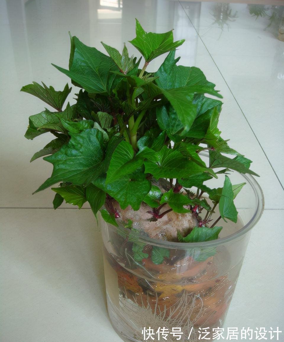 红薯还能这样玩,简单好养,一个月变盆景,生机盎然