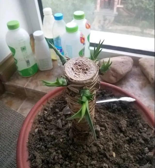 叶子|嫌花长的丑，趁现在砍头，满盆都是新叶子！