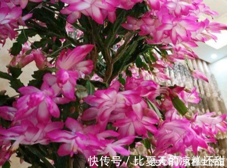 植株|秋天养花,首选4种花,花期长、颜值高,晒晒太阳开花一茬又一茬