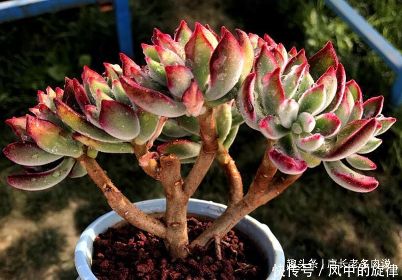 多肉锦晃星可以淋雨吗当然可以,不过有两种情况建议最好别淋雨