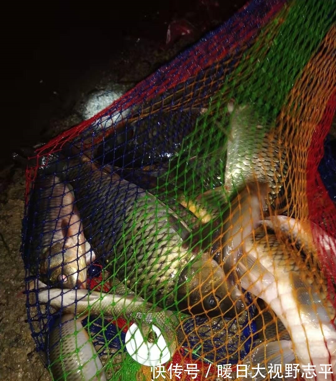 夏末|夏末野钓攻略分享,明确对象鱼,找准钓位