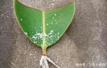 学会扦插橡皮树, 少走很多弯路