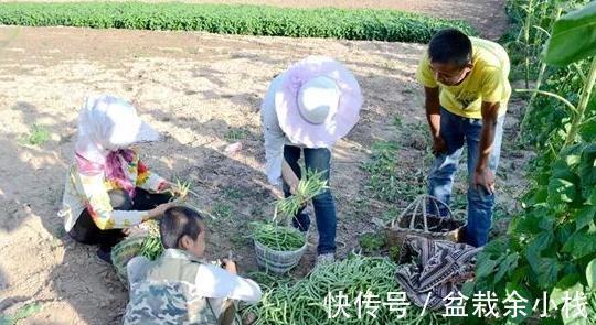 “南菜北运”缓解供应,价格却涨6倍,12元一斤直追菠菜,太疯狂