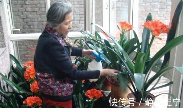 王大姐|王大姐养君子兰,“插”个叶到土里,一盆成10盆,每盆开花都美爆