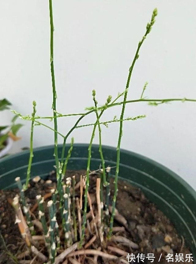 8种花现在赶紧剪，剃光头撸光叶，越狠越爆盆