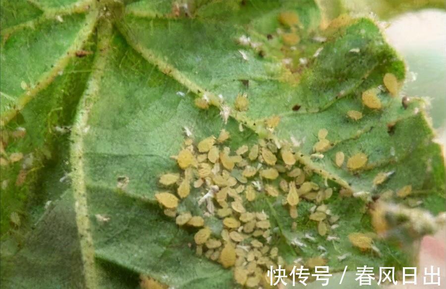 秋天|八月养月季，两个月后花量翻倍