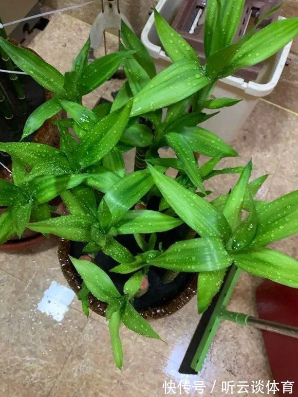 红掌|7种“吉利花”,家里养一盆,顺顺当当又漂亮,养人又旺家