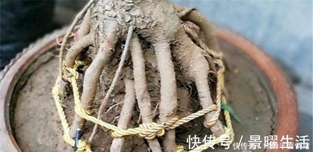 植物|制作高价值的盆景,炼根是关键,看看怎么炼