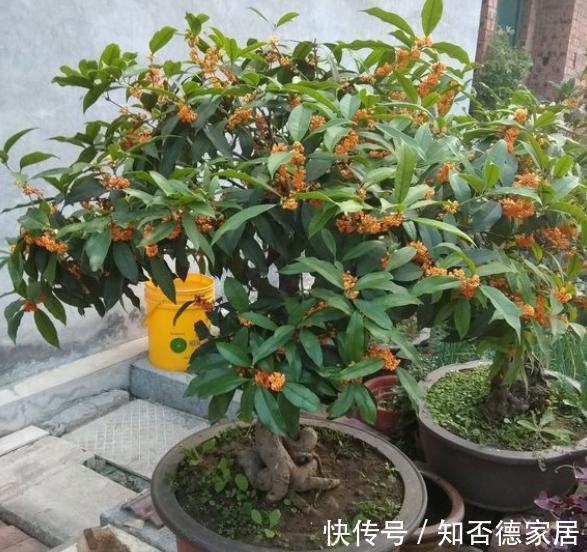 磷酸二氢钾|4种漂亮花，下个月就开花，现在别“瞎修剪”，耽误一年开花量