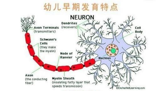 儿童脑智力可实现二次发育？专家告诉你：别错过大脑开发三个阶段