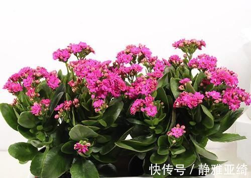 六种花从年前开到年后,花开灿烂、芬香四溢,喜庆又吉祥