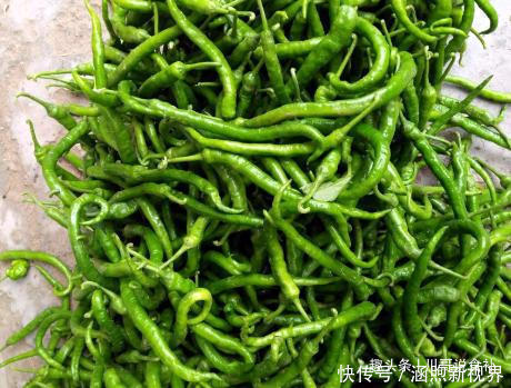 不坏|秋后,遇到我一次要买10斤的菜,腌着吃特香,放半年也不坏