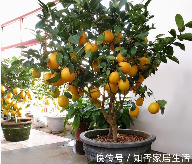 3种“养人树”，漂亮有香味，能吃能观赏，建议至少养一种