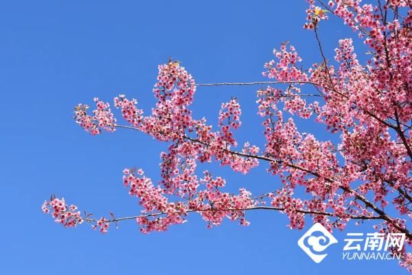 樱花|到异龙湖畔邂逅一场盛大浪漫的“樱花雨”