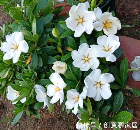 虎皮兰|谁说养花浪费钱?学会这3个小妙招,养花很省钱