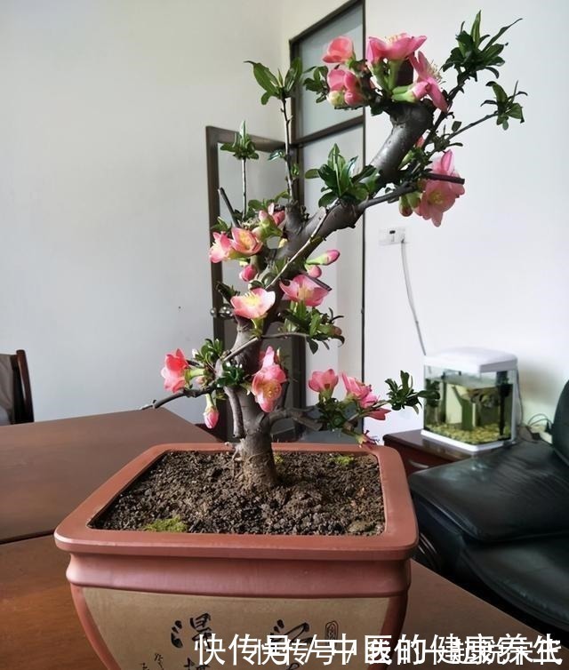 院子|有院子不能错过的3种花，冬天养，明年春开花！