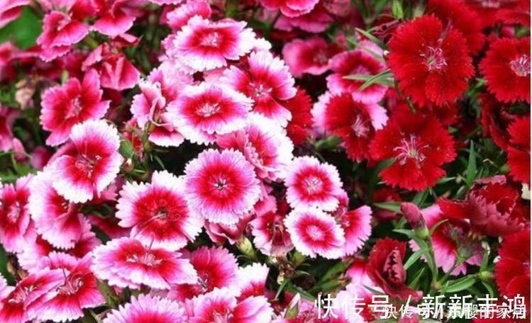 空气净化器|4种花美的出奇,不仅花好看,名字也好听,越养越喜欢