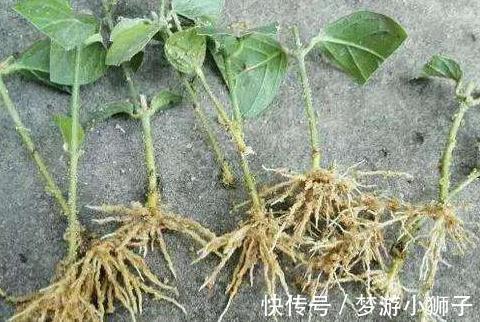 茉莉花不会养,教你4招小技巧,扦插生根快养护更简单