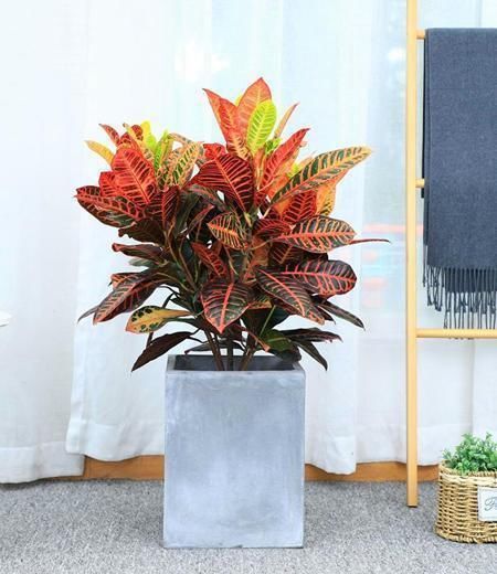 野外这几种花长得有趣,但不能往嘴里塞,它们有毒