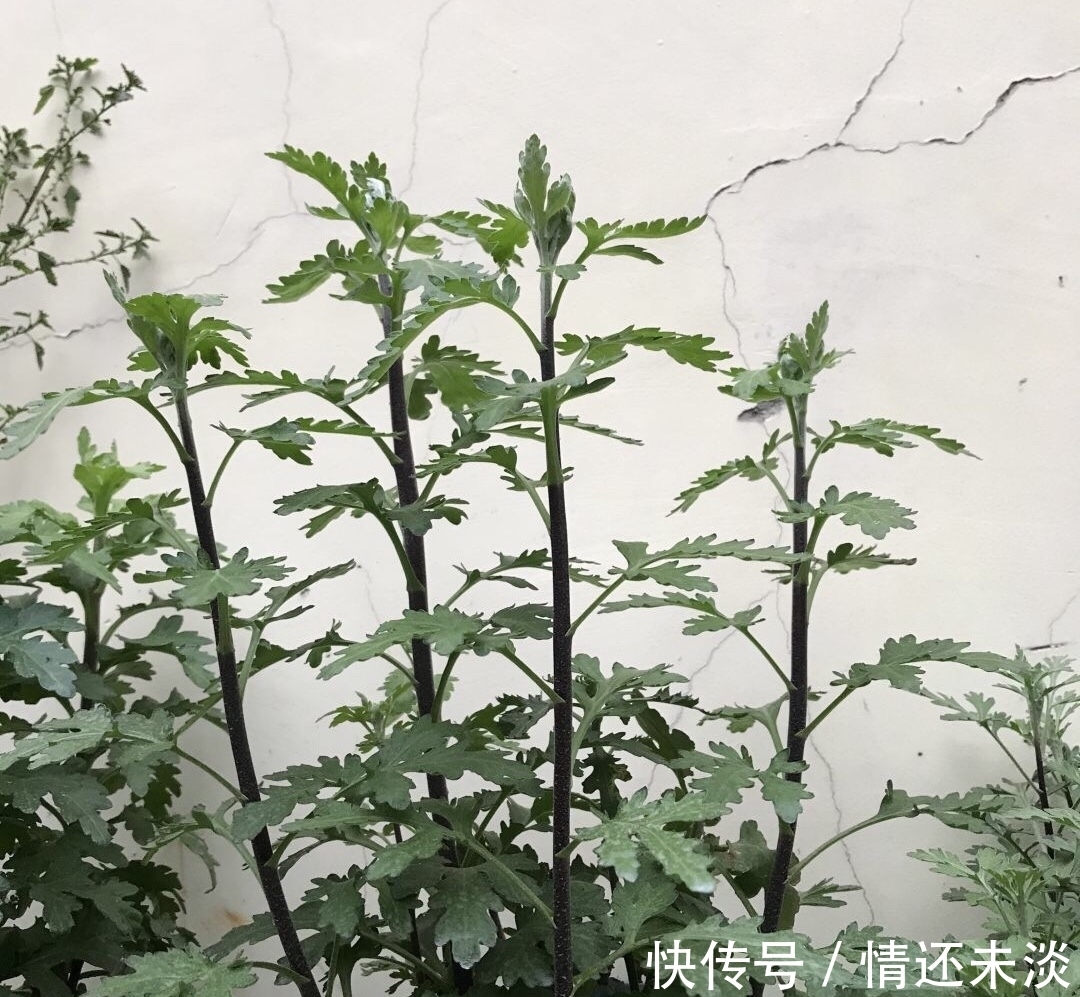 乒乓球|菊花上千种，石头最喜欢1种，花苞像“乒乓球”，1年开两次