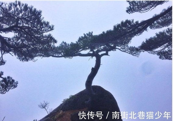 神奇力量|奇闻：有一棵松树，它大半的根径都生长在空中，竟千年不倒