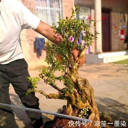 野外一种“脱皮木桩”称为“富贵之木”,养成盆栽,价格让人窃喜!