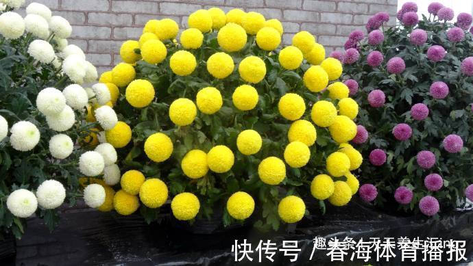 乒乓菊|喜欢菊花,就养盆“乒乓菊系列”金黄乒乓菊,花似乒乓,妙不可言