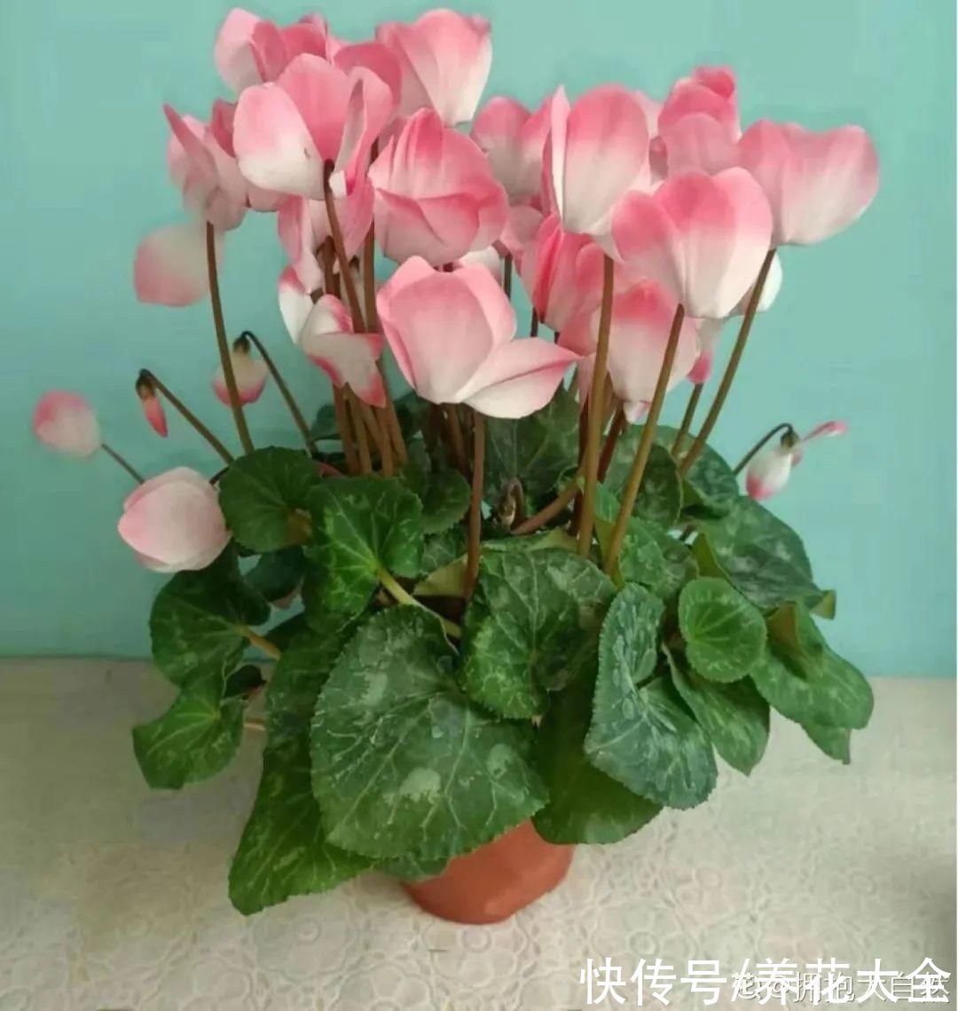 冬天好养的花，皮实不娇气，颜值高上档次，咋养都开花