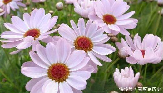 家养几款花卉,便宜又好养,花儿轻松开爆盆,养在阳台超美的