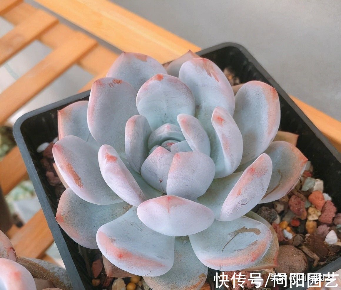 新手养多肉,这6个品种非常不错,先学着养活,不要买太多