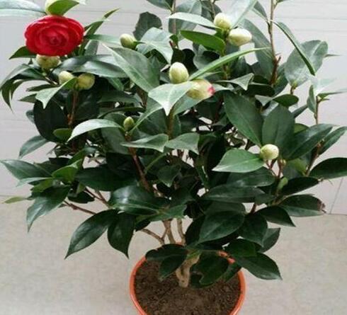 天气越来越凉，赶紧收集点“这东西”，泡泡就是生根水，插啥活啥