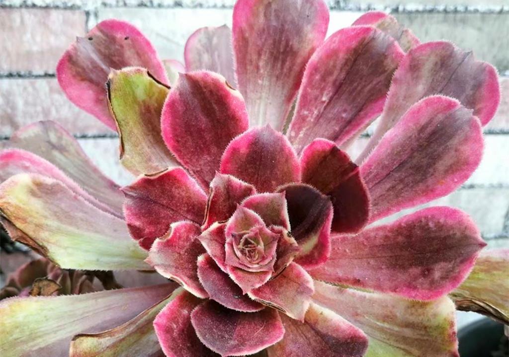 成活率|又到了可以扦插多肉的季节,注意好这些问题,扦插成活率会很高